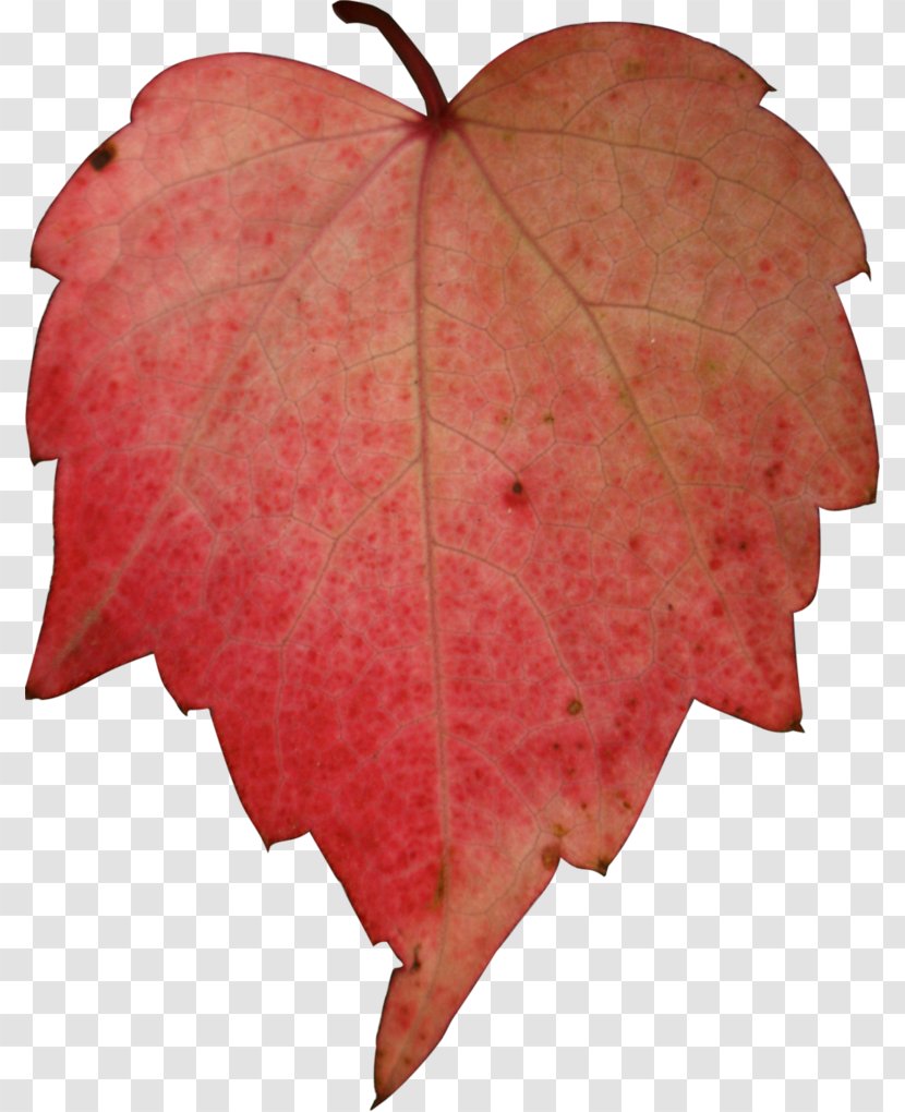 Autumn Desktop Wallpaper Maple Leaf - Stock Photography - Leave Transparent PNG