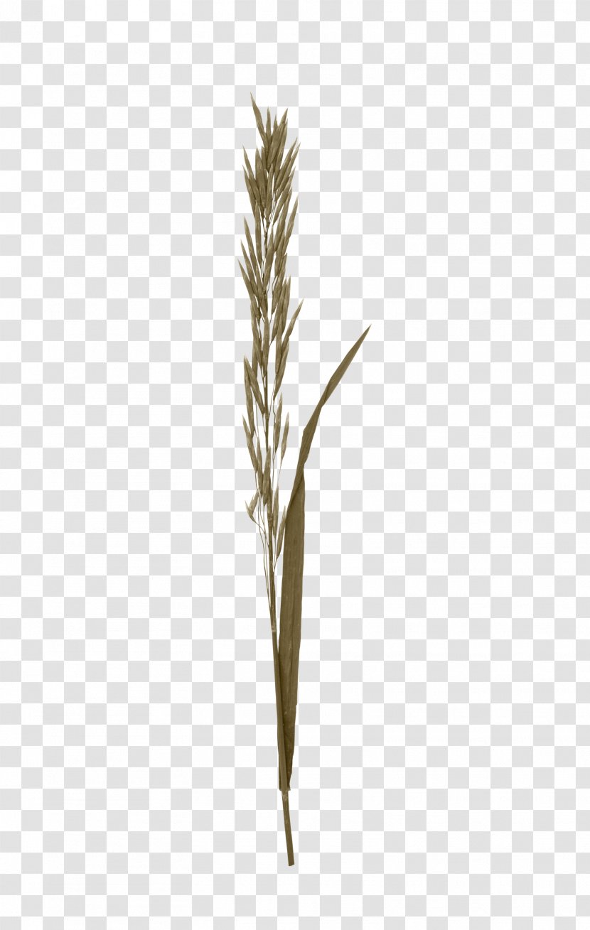 Twig - Plant Stem - Brown Grass Transparent PNG