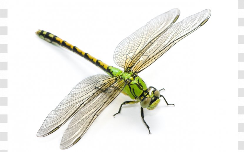 Dragonfly Ophiogomphus Cecilia Stock Photography Desktop Wallpaper Transparent PNG
