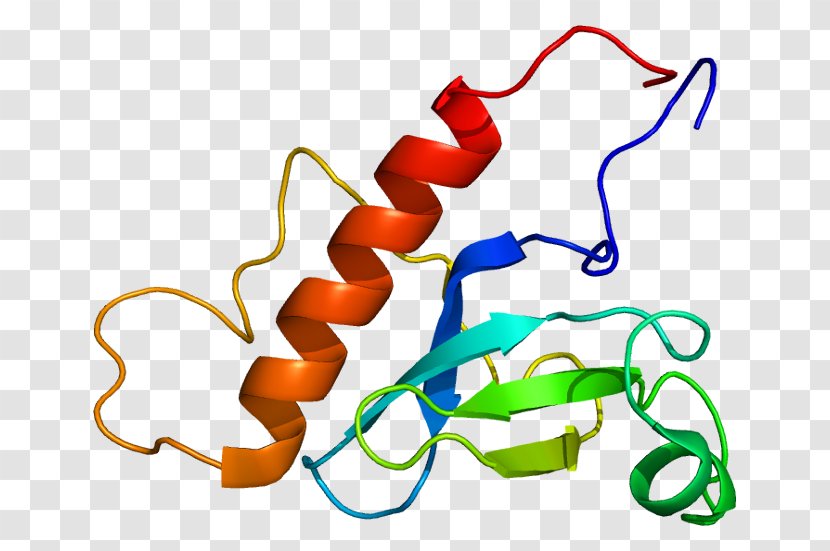 WHSC1L1 Gene Histone Methyltransferase Protein Human - Silhouette - Tree Transparent PNG