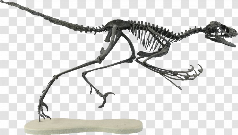 Bambiraptor Velociraptor Two Medicine Formation Late Cretaceous Theropods - Black And White - Dinosaur Transparent PNG