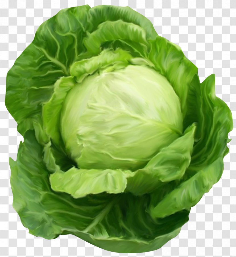 Cabbage Vegetable Clip Art - Brassica Oleracea - Clipart Picture Transparent PNG