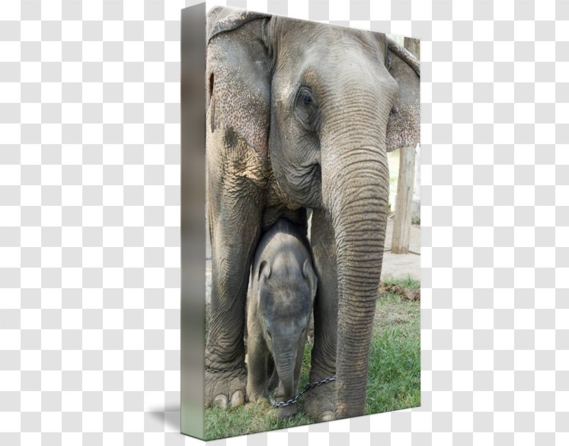 Indian Elephant African Tusk Gallery Wrap Elephants In Thailand - Snout Transparent PNG