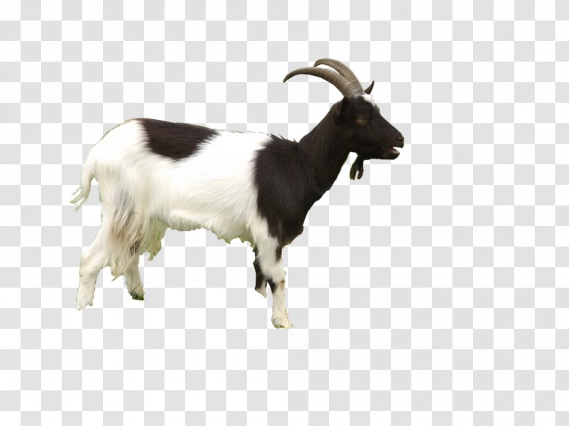 Black Bengal Goat Sheep - Livestock - Free Download Transparent PNG