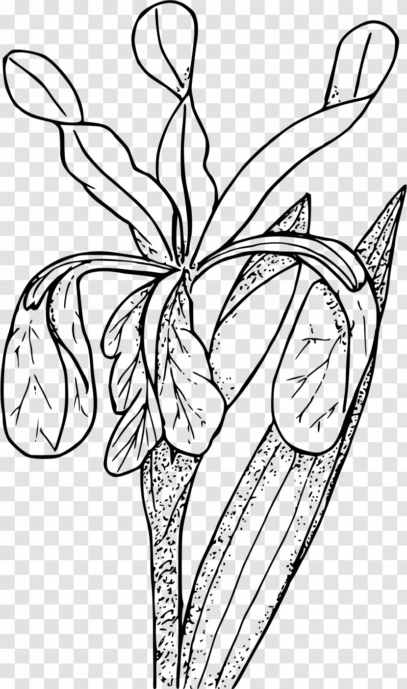 Coloring Book Line Art Iris Flower - Plant Stem Transparent PNG