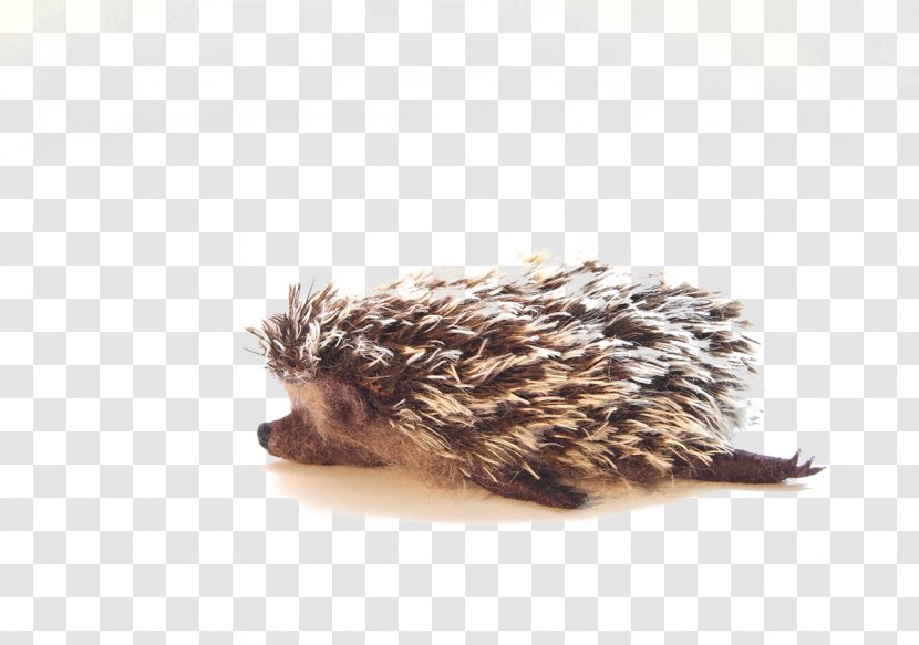 Domesticated Hedgehog Illustration - Fauna Transparent PNG