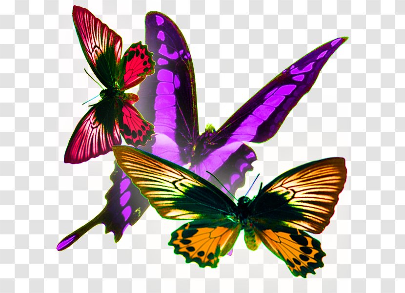 Monarch Butterfly Moth - Purple - In Kind Transparent PNG