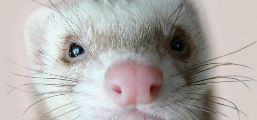 Ferret Puppy Cat Desktop Wallpaper Cuteness - Virginia Opossum Transparent PNG