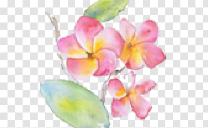 Watercolor Painting Art Printmaking Botanical Illustration - Moth Orchid - Dentistry Transparent PNG