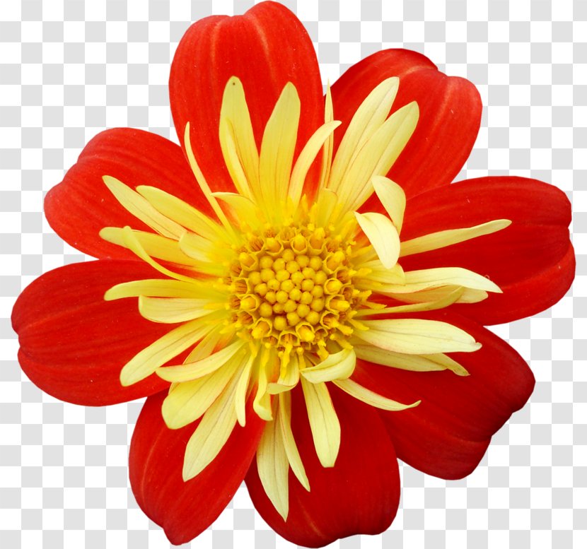 Yellow Red Flower Clip Art - Annual Plant Transparent PNG