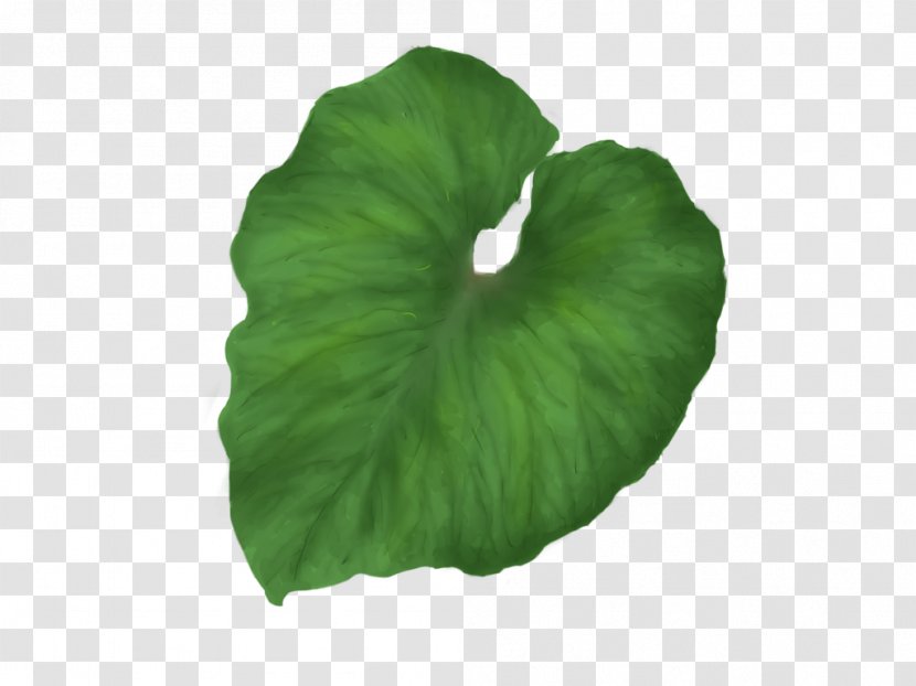 Leaf Clip Art - Color - Green Transparent PNG