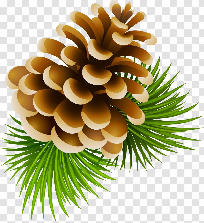 Conifer Cone Pine Spruce Clip Art - Tree Transparent PNG