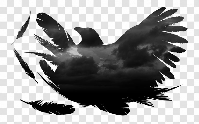 Eagle Water Bird Beak Wing - Black And White Transparent PNG