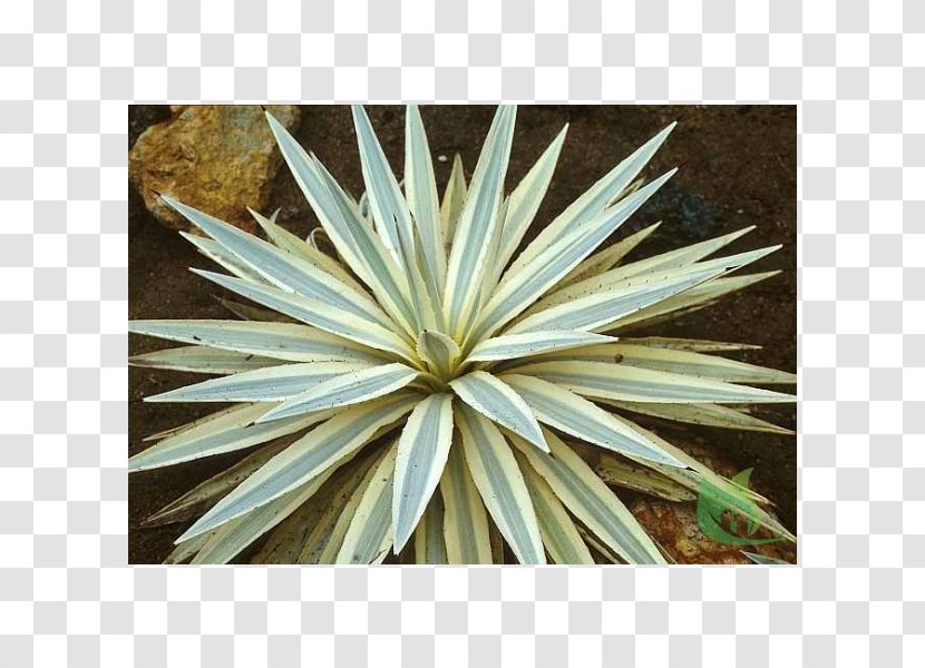 Agave Angustifolia INAV DBX MSCI AC WORLD SF - Can Be Cut Thirtyseven Transparent PNG