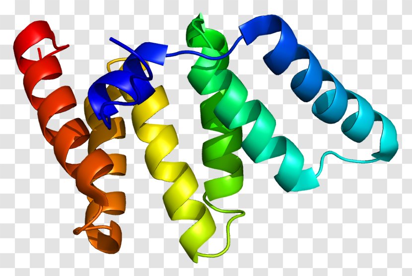 FIS1 Mitochondrial Fission Protein Gene Mitophagy - Cartoon - Heart Transparent PNG