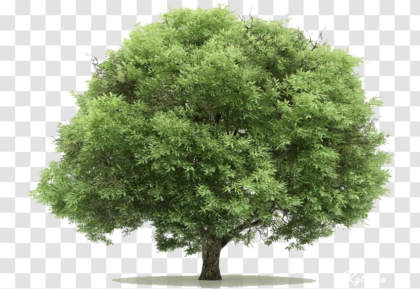 Tree - Royaltyfree - 20 Transparent PNG