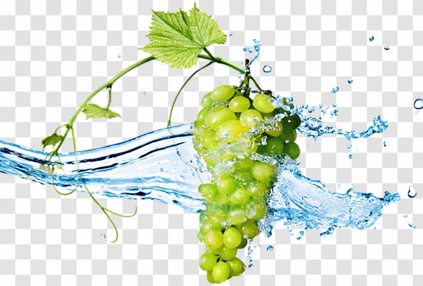 Wine Grape Stock Photography Berry Wallpaper - Shutterstock - Vector Grapes Transparent PNG