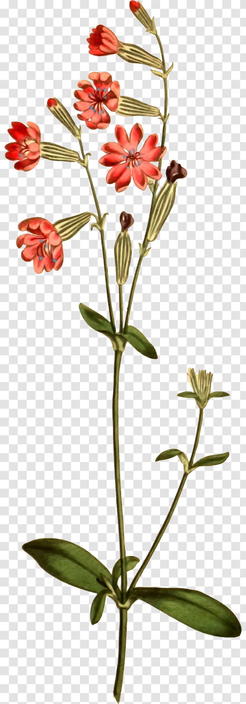 Catchflies Floral Design Flower Wikimedia Commons - Flowering Plant Transparent PNG