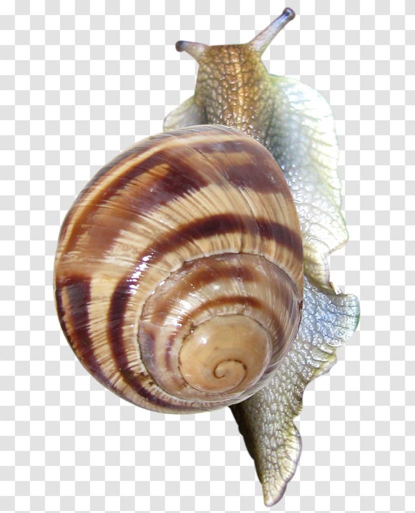 Pond Snails Clip Art - Conchology - Snail Transparent PNG