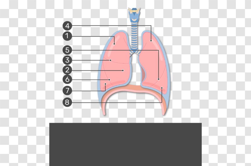 Lobes Of The Brain Anatomy Fissure Shoulder - Frame - Superior Orbital Transparent PNG