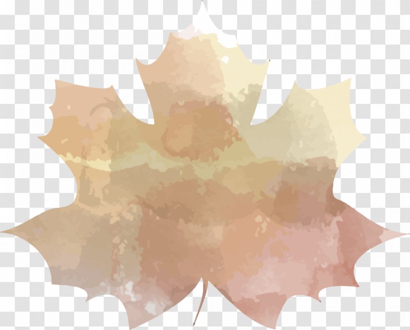 Maple Leaf - Tree Transparent PNG