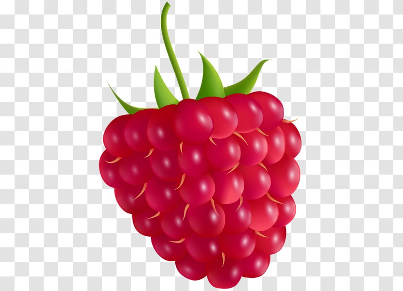 Raspberry Clip Art Image Vector Graphics - Berry - Raspberrie Transparent PNG