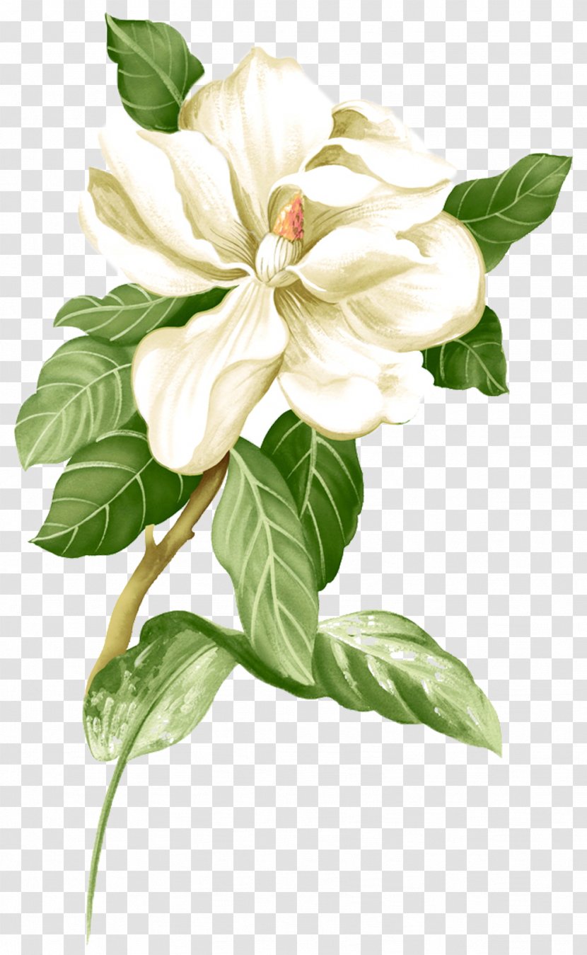 Painted White Jasmine Picture Material - Oil Paint - Rose Family Transparent PNG