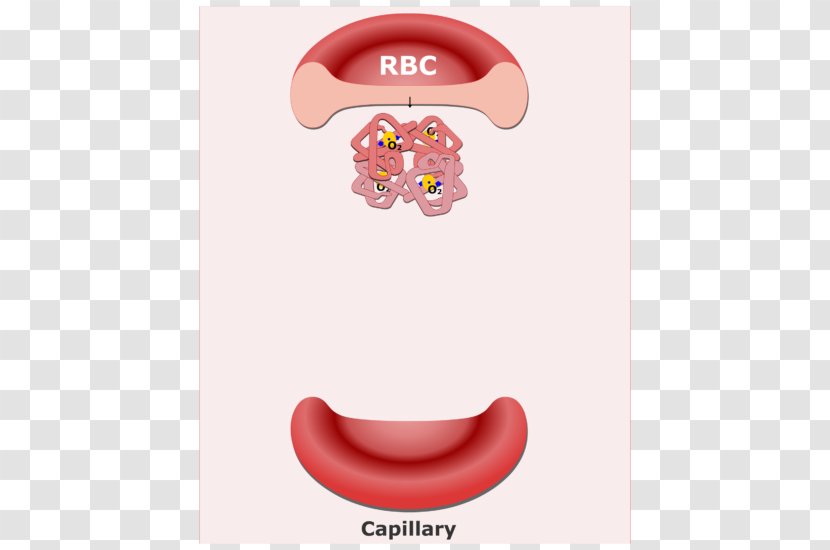 Red Blood Cell Bicarbonate Buffer System Transparent PNG