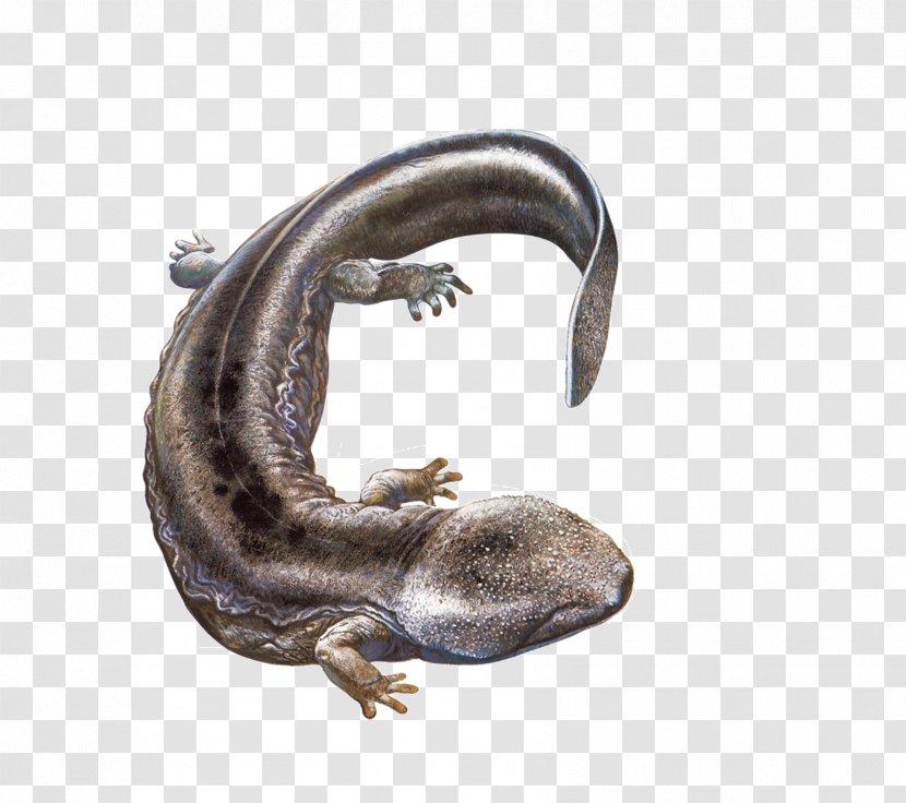 Chinese Giant Salamander Japanese - Andrias - Pictures Transparent PNG