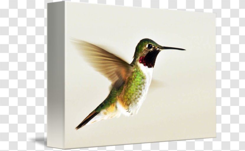 Broad-tailed Hummingbird Gallery Wrap Canvas Flight - Watercolor Transparent PNG