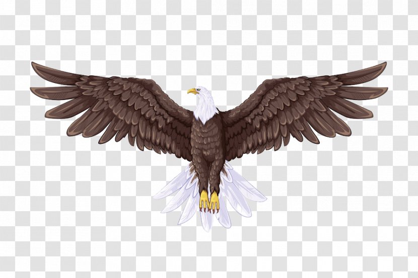 Bald Eagle Flight Drawing - Stock Photography - Brown Transparent PNG