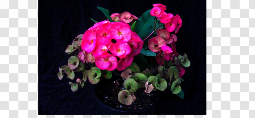 Floral Design Pink M Flowering Plant RTV - Petal Transparent PNG