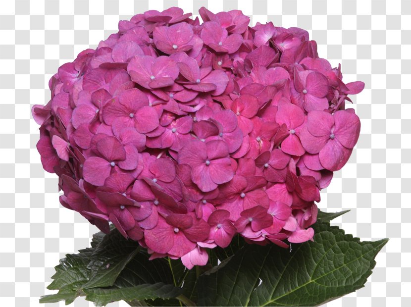 Hydrangea Flowers Gallery Petal Art Museum Jetty - Flower Transparent PNG