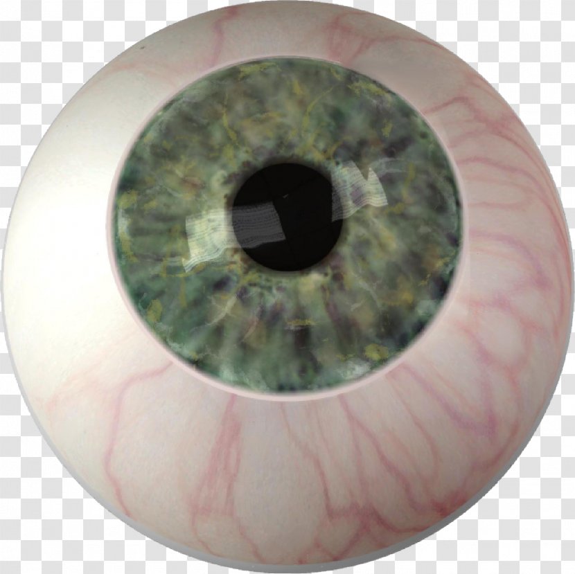 Iris Eye Color Ocular Prosthesis - Tree Transparent PNG