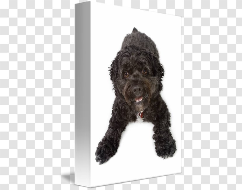 Barbet Cockapoo Schnoodle Portuguese Water Dog Spanish - Cocker Spaniel Transparent PNG