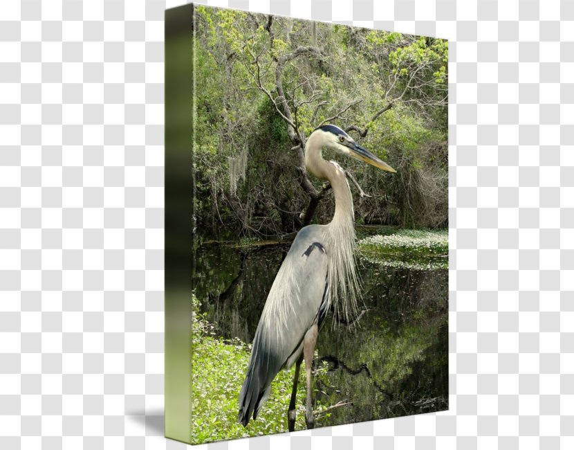 Egret Marabou Stork Heron Gallery Wrap Canvas - Little Blue Transparent PNG