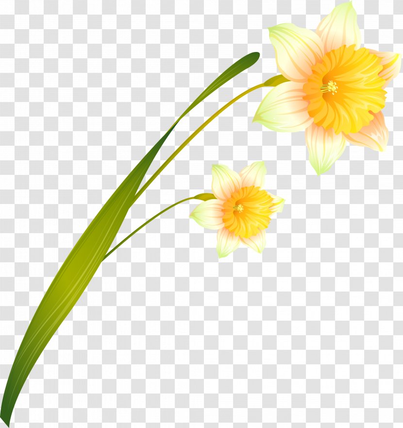 Daffodil Cut Flowers Russia Transparent PNG