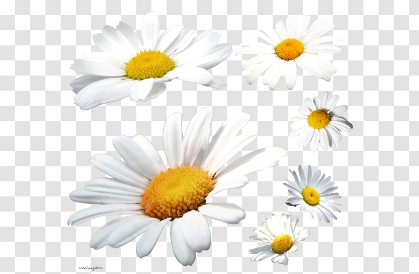 German Chamomile Flower Acne Face - Daisy Family - Camomile Transparent PNG