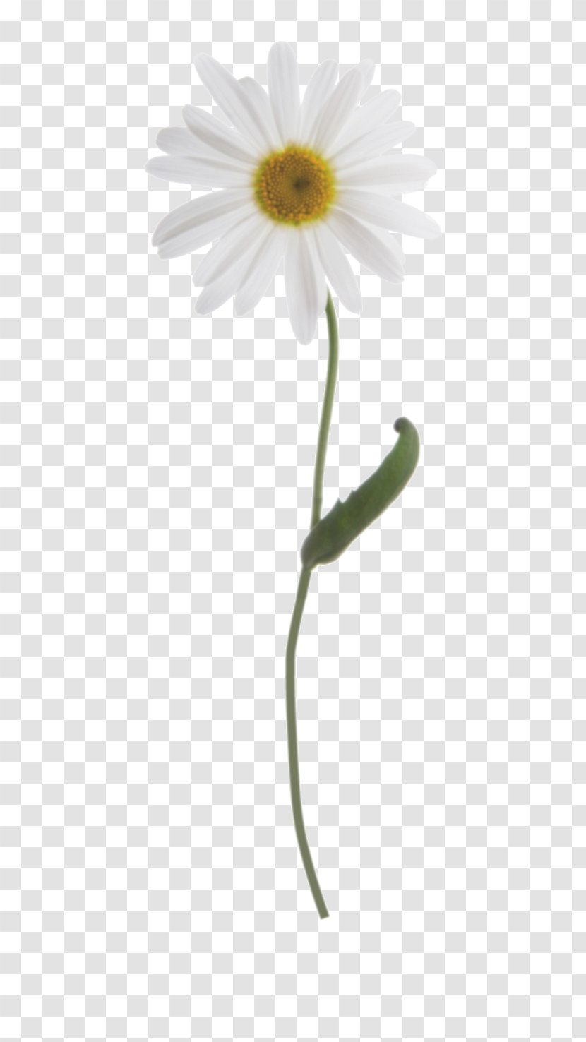Common Daisy Oxeye Plant Stem - Single Person - Chamomile Transparent PNG