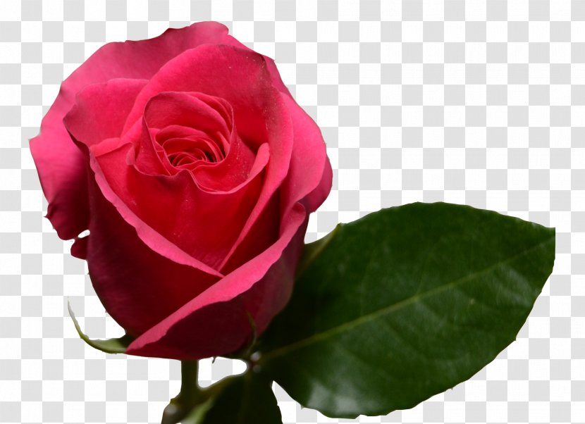 Garden Roses Cabbage Rose Floribunda Pink Flower Transparent PNG