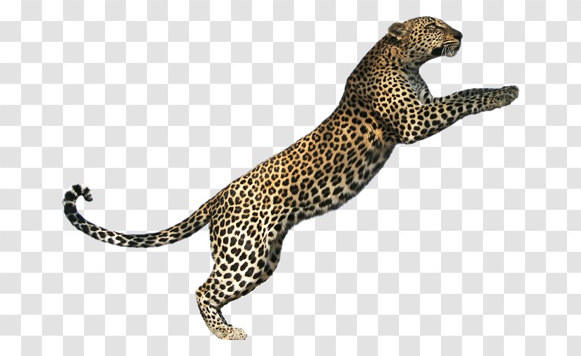 Tiger Lion Jaguar Cheetah Cat - Animal - Leopard Transparent PNG