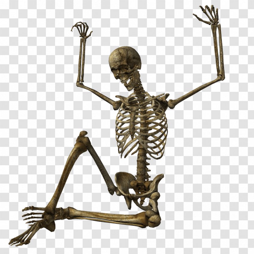 Human Skeleton Skull - Frame - Image Transparent PNG