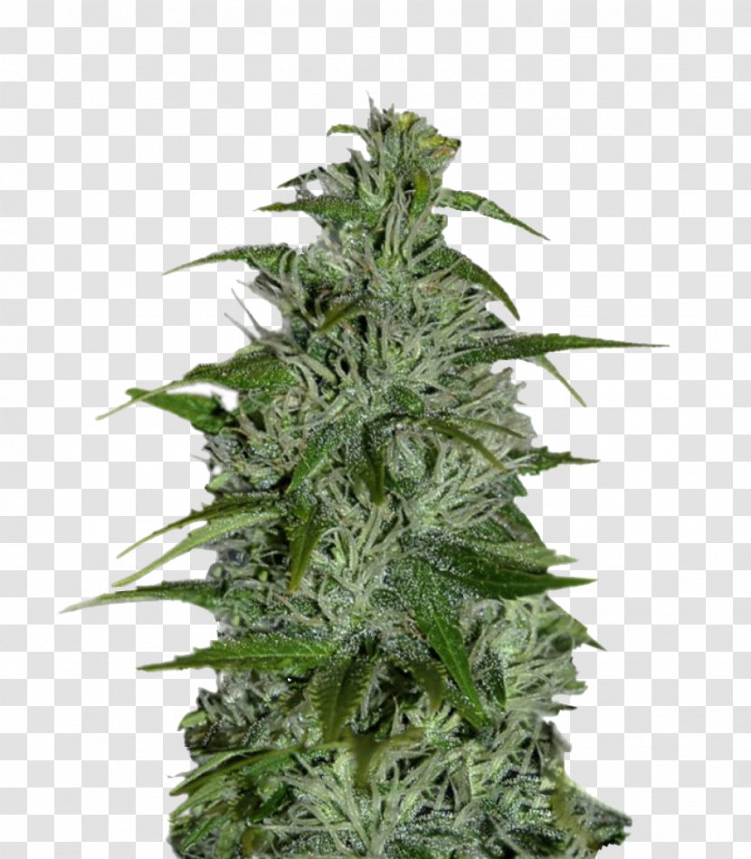 Cannabis Marijuana Seed Момент Cultivar - Internet Transparent PNG