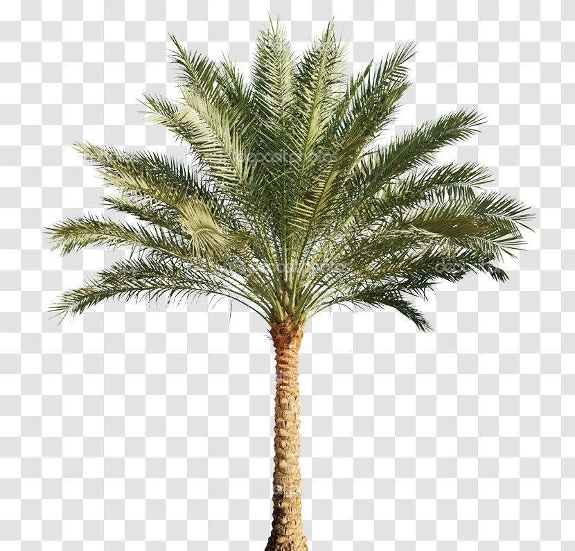 Arecaceae Stock Photography Tree Pygmy Date Palm - Arecales Transparent PNG