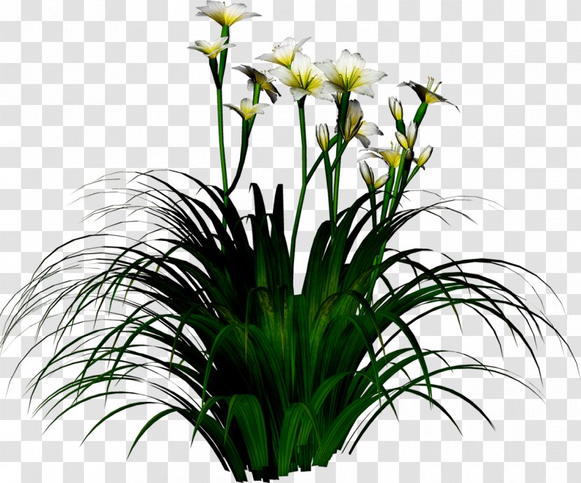 Narcissus Tazetta Flower - Flora - Lilies Transparent PNG