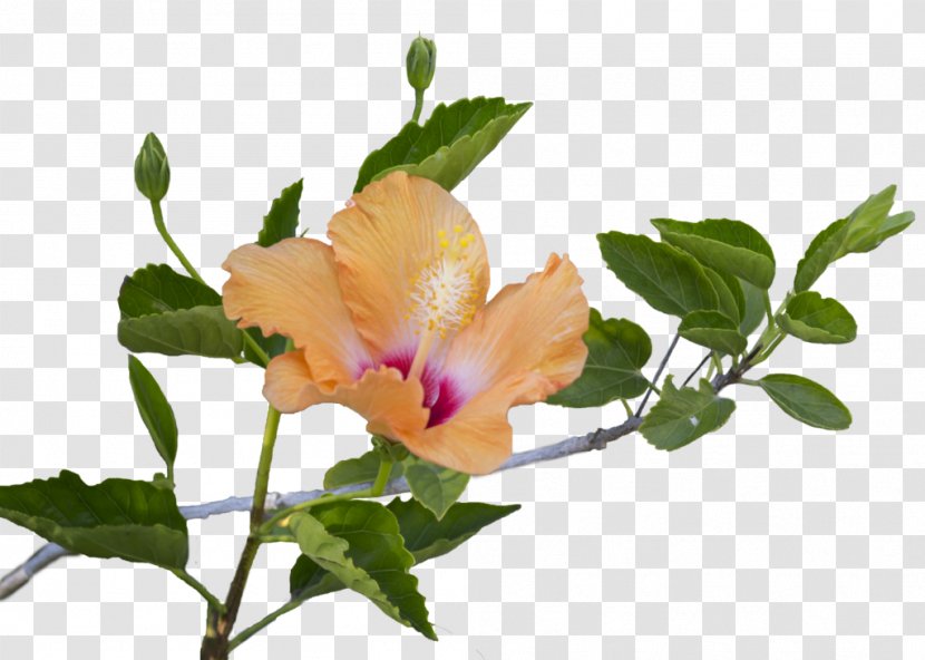 Hibiscus Flower Leaf Clip Art - Coloring Book Transparent PNG