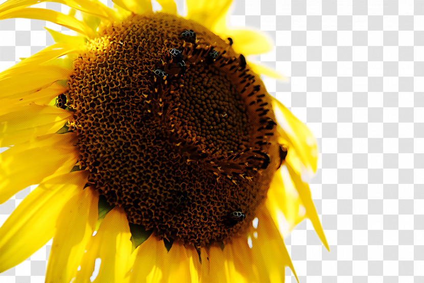Common Sunflower Bees Nectar Sunflower Seed Honeycomb Transparent PNG