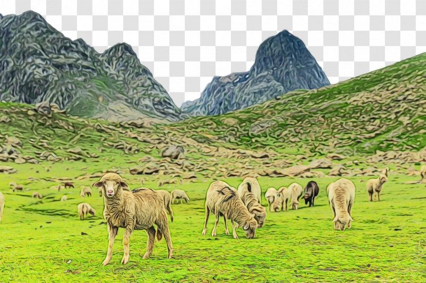 Natural Landscape Pasture Herd Highland Mountainous Landforms - Paint - Hill Station Mountain Range Transparent PNG
