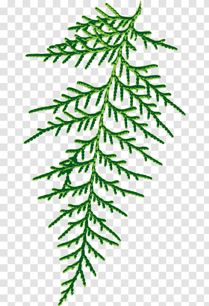 Spruce Plant Stem Leaf Twig Line Transparent PNG