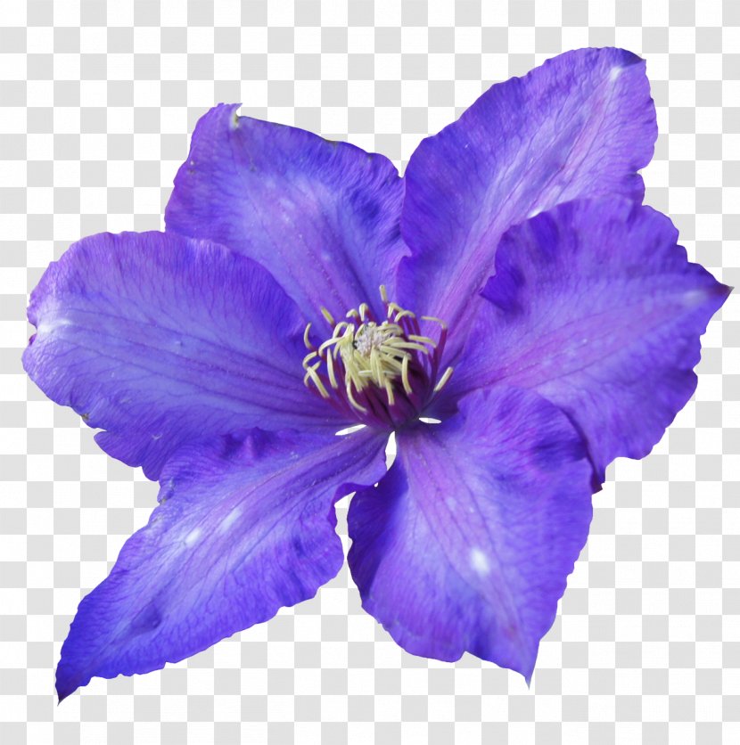 Flower Violet Purple Petal - Flowers Transparent PNG